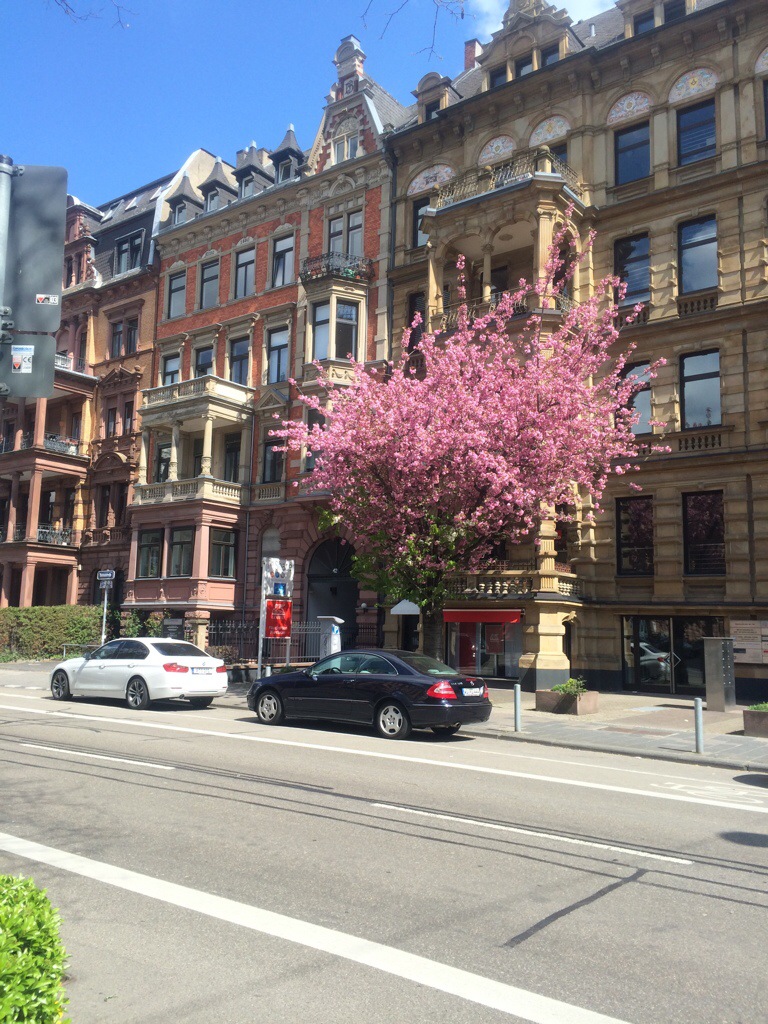 Blühender Baum Bahnhofstraße Wiesbaden 
