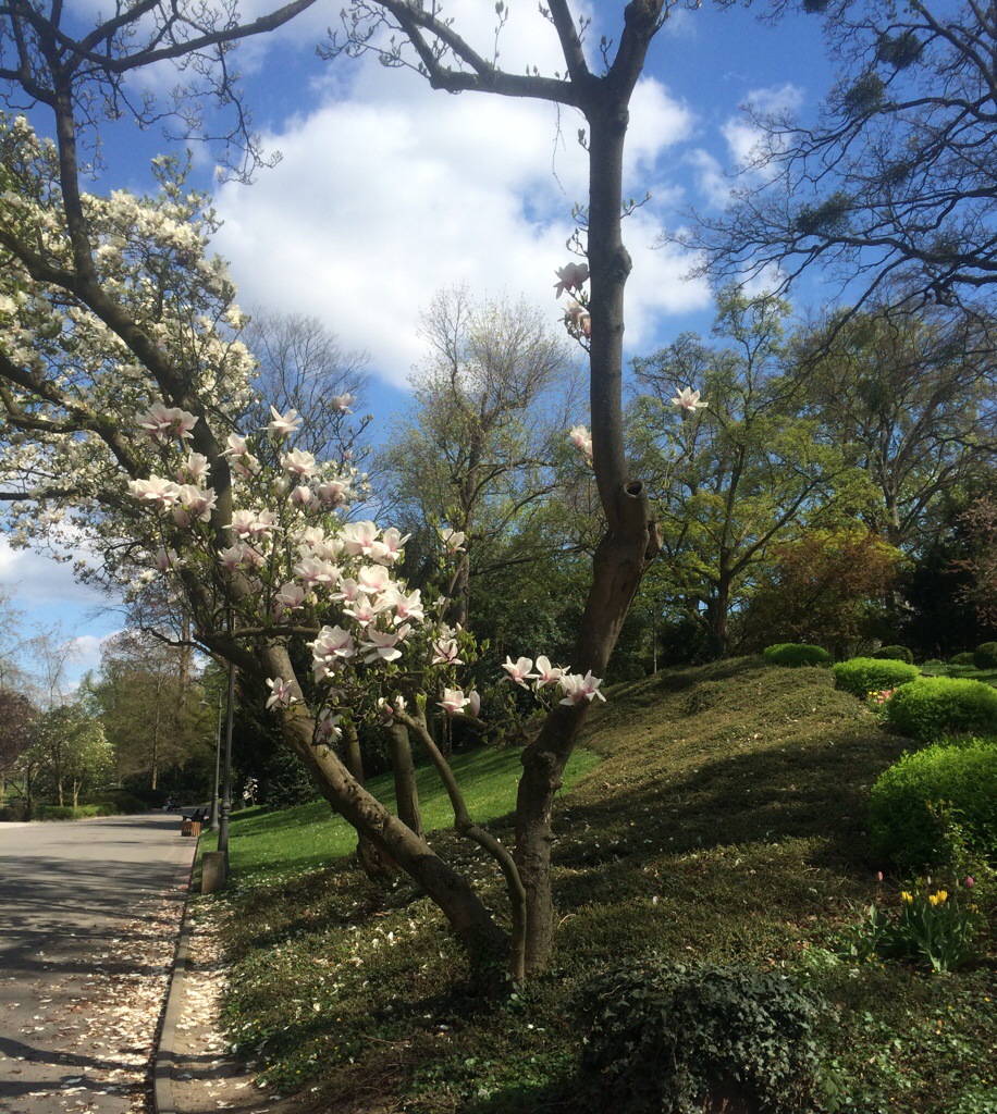 Blühende Magnolienbäume Kurpark Wiesbaden 