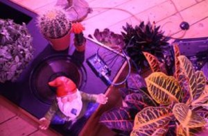 Sprechende Pflanzen als Kunstwerk: ...how will you conduct yourself in the company of trees, 2015 Arduino, Mikrofonkabel, Lautspre- cher, Verstärker, Trippytrees, Pflanzenbeleuchtung Foto: Courtsey und © The Artist