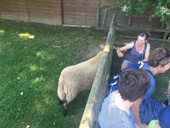 ...Schafe und Wollwerkstatt...