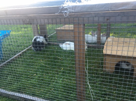 ...hier knabbern Kaninchen...